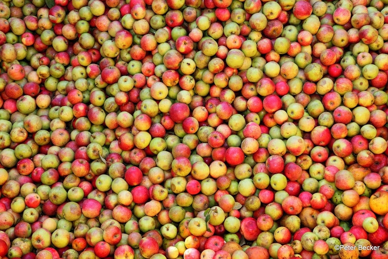 Äpfel im Spreewald